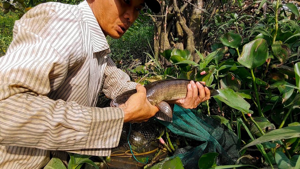 Đặt Lờ Cá Lóc , Cái Nào Cũng Dính Cá Kiểu Này Thì Giàu To