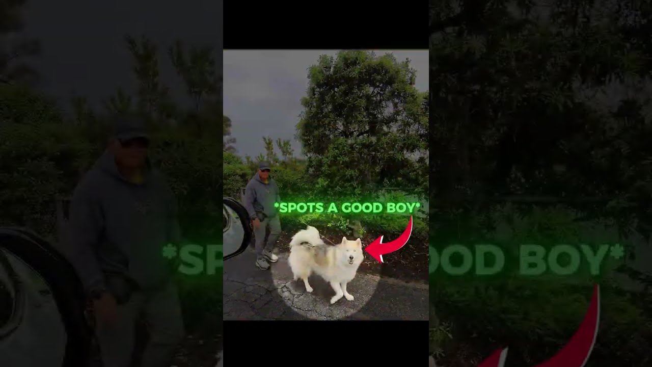 Give Toy to Dog