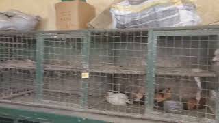 Mombasa kenya poultry meat market mckinon market Aunali Khaku