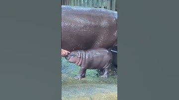 Meet Moo Deng, the baby pygmy hippo taking the internet by storm | Top5animals
