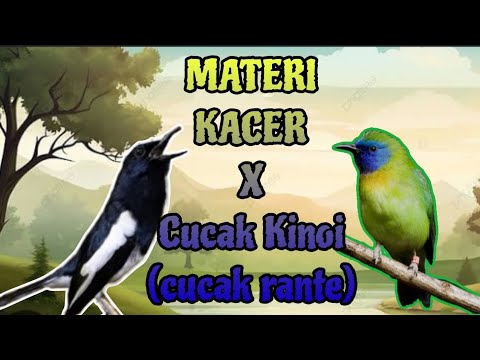 Kacer Gacor dengan MATERI KACER X CUCAK KINOI (Cucak Rante)