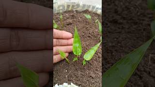 grow elaichi plant at home #shirts