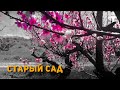 Cтарый сад.