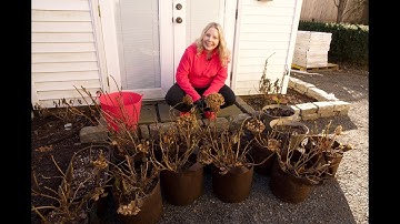 Over-Wintering Potted Hydrangeas