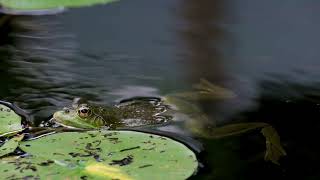 [ASMR]frogsound10minutes #frog #asmr #just10minutes #frogsound #song of frog #개구리 #개구리소리