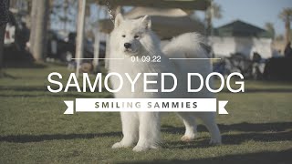 THE SMILING SAMOYED DOG