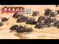 生命的遠征 - 聚焦東非大遷徙《聚焦全世界》第16期