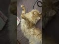 #видосыоткота #юмор #веселыекоты