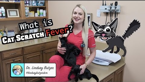 What is Cat Scratch Fever? | CONTAGIOUS TO HUMANS