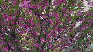 UT gardens and Sequoyah hills dogwood trail..