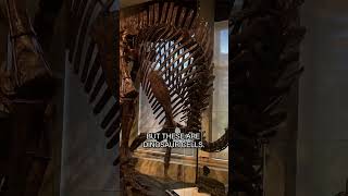 See what Creation scientists are discovering about dinosaur DNA 🦖🧬