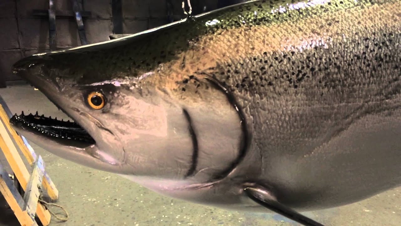 King Salmon Fishmount from Gray Taxidermy YouTube