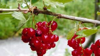 Három Bokor Ribizli - Gyulai Erzsi - Pere János