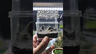 Growing from Moss Spores - Protonema