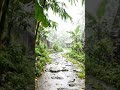 Walking Through the Rain: A Peaceful Tropical Escape