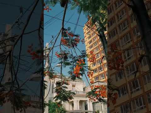 Quiet afternoon in Vedado. #Cuba #Havana #Shorts 2023