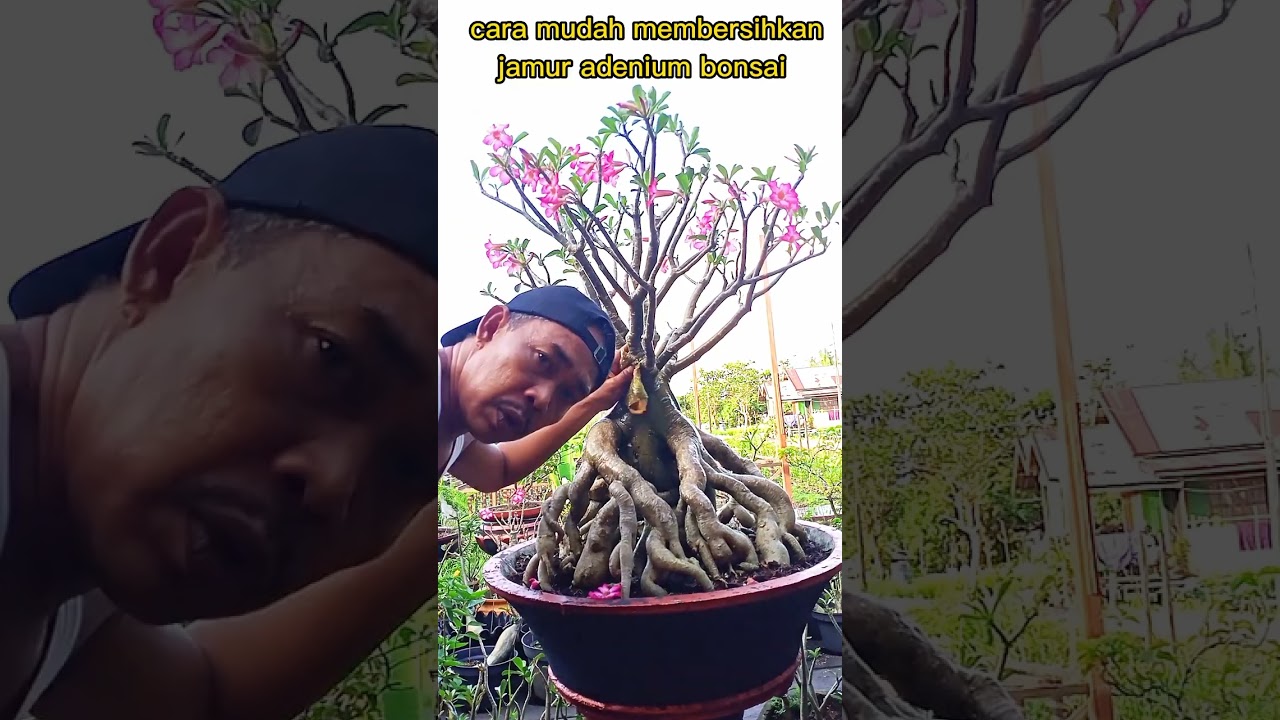 CARA MUDAH MEMBERSIHKAN JAMUR PADA ADENIUM, BONSAI, RODA DO DESERTO