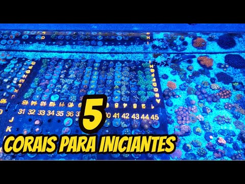 Vídeo: 5 Corais Resistentes Para O Seu Primeiro Tanque De Recife