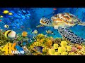 The Ocean 4K - Sea Animals for Relaxation, Beautiful Coral Reef Fish in Aquarium (4K Video Ultra HD)