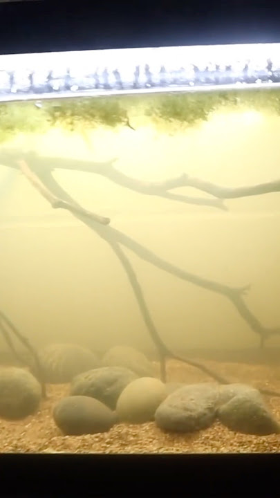 Much better than the gems! #aquascape #simplescape #shrimp #aquarium #nanotanks #nanoaquarium #setup