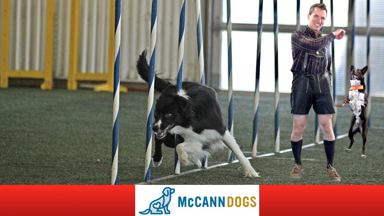 puppy training potty Dog Agility World Team Tryouts Prep Day- With An Austrian Twist