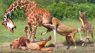 Aggressive Lions Were Tortured To Exhaustion By Angry Giraffe While Trying To Hunt