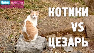 Бездомные коты и достопримечательности Рима! Орёл и Решка. Перезагрузка