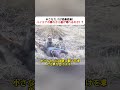 小さなカバが絶体絶命！ ハイエナの群れから逃げ切れるのか！？ #野生動物 #カバ #ハイエナ #アフリカの大自然 #動物の奇跡