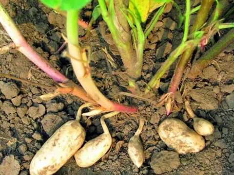 Видео: Можно ли выращивать арахис в помещении: советы по выращиванию арахиса в помещении