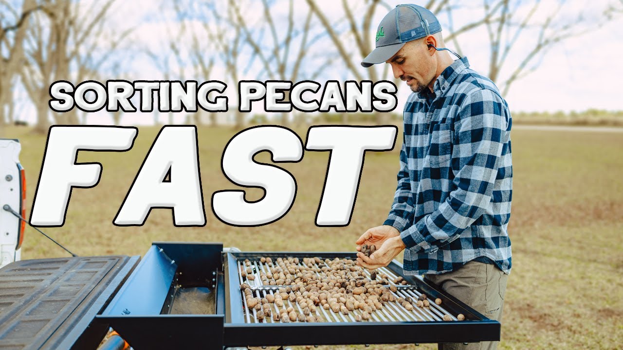 Sorting Pecans Fast with Bag-A-Nut's Pecan Sorting Table