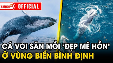 Cận cảnh cá voi săn mồi “đẹp mê hồn” ở vùng biển Bình Định… mang lại điềm lành | Tin SaigonTV