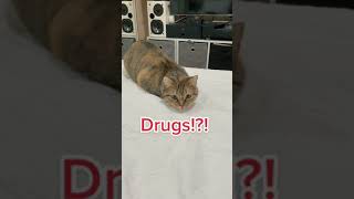 When a cat loves drug - funny cat
