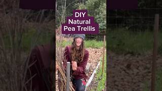 Make a FREE Pea Trellis for your garden #gardentips #budgetgardening #trellis #homegrownfood  #peas