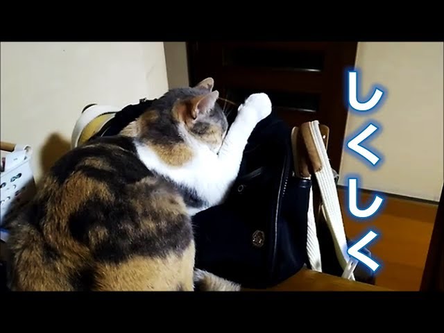 猫が寝てるだけなのに悲しく見えたり魚に見えたり