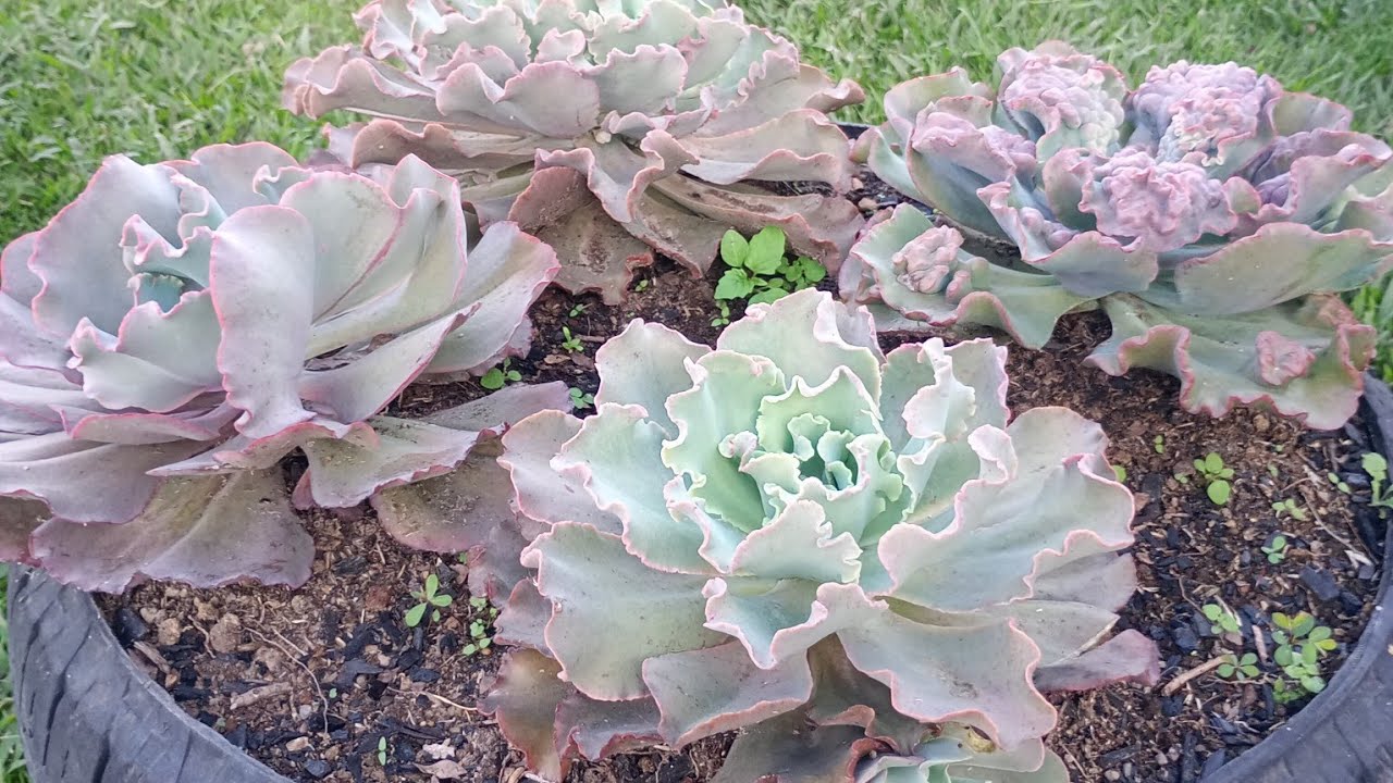 Mostrando como estão as suculentas do jardim com todo esse calor 🥵🌵🪷