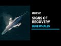 Blue whales heard &#39;everywhere&#39; in signs of species&#39; recovery: Mammal scientist | ABC News