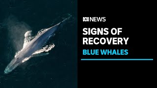 Blue Whales Heard Everywhere In Signs Of Species Recovery Mammal Scientist Abc News