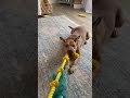 Penny video