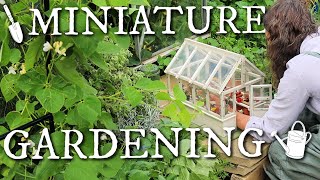 Setting A Miniature Vintage Greenhouse At Our Allotment Garden!