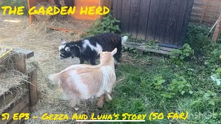 The Garden Herd | S1 EP3 - Gezza and Luna’s story (SO FAR) 