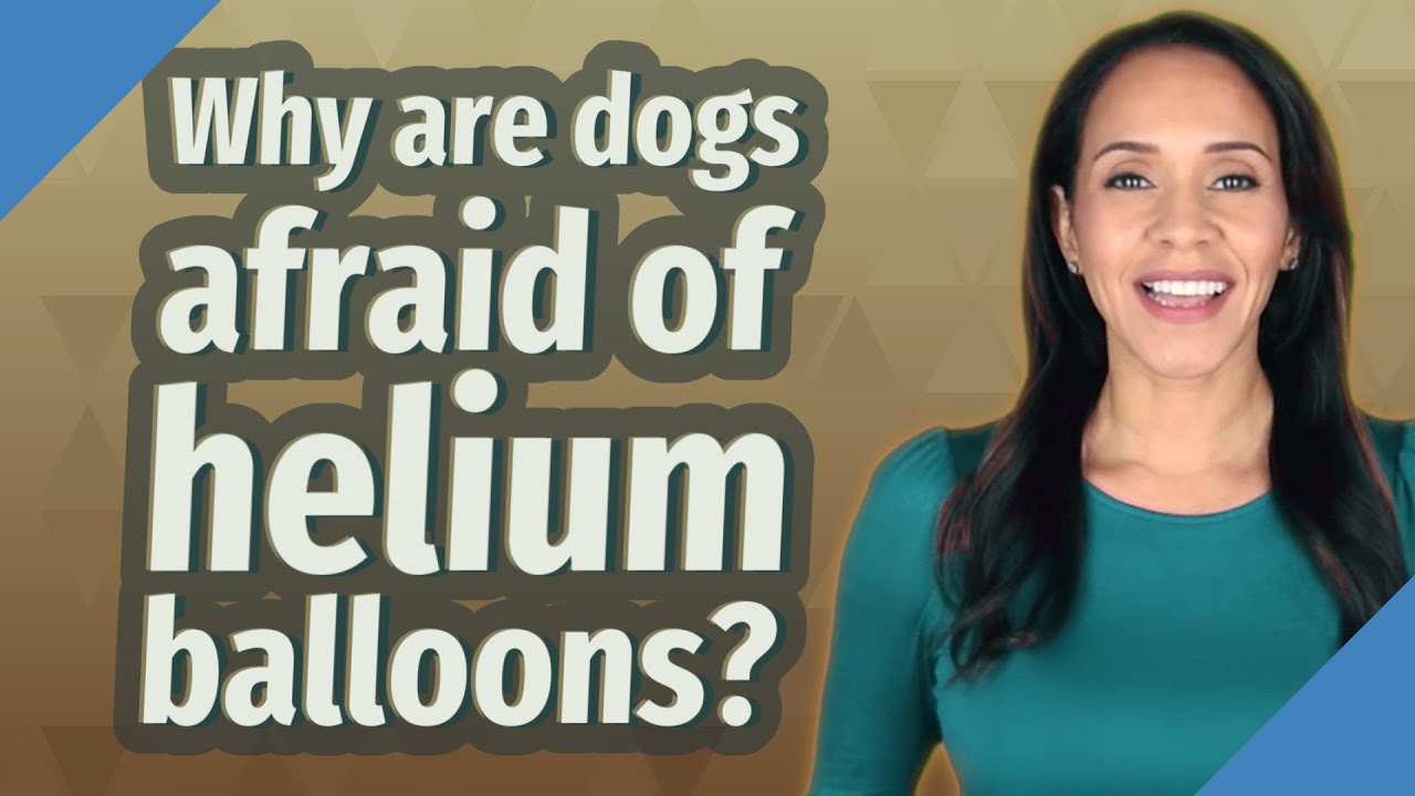 Are Latex Balloons Bad For Dogs?