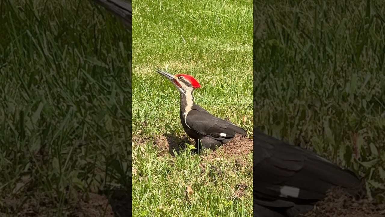 Beautiful Woodpecker Hunting for Grubbs