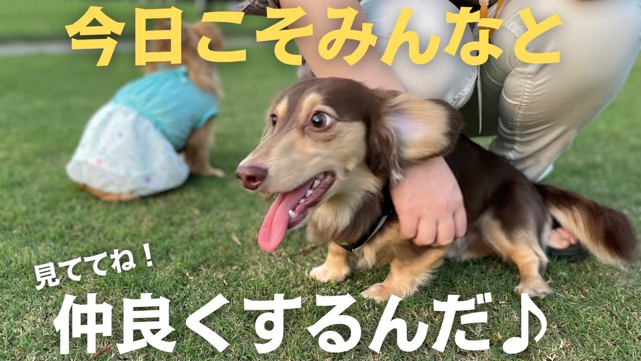 久々の新横浜公園ドッグラン。果たしてみんなと仲良くできるのでしょうか？《犬のいる暮らし・ミニチュアダックスフンド》