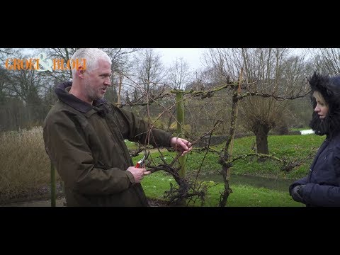 Video: Druivenplanken Voor De Winter