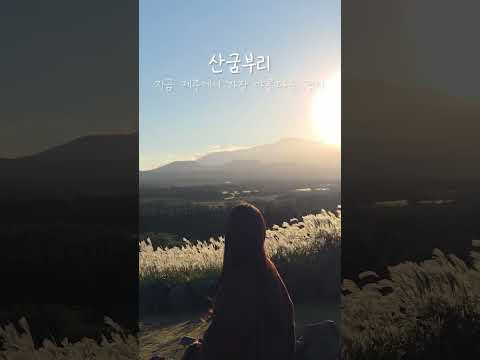 지금 제주에서만 볼 수 있는 가장 아름다운 경치❣️