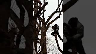 Осенняя Обрезка Деревьев В Свао