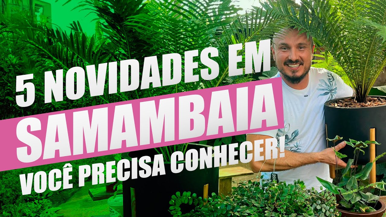 As 5 Melhores Novidades em Samambaias que Você Precisa Conhecer