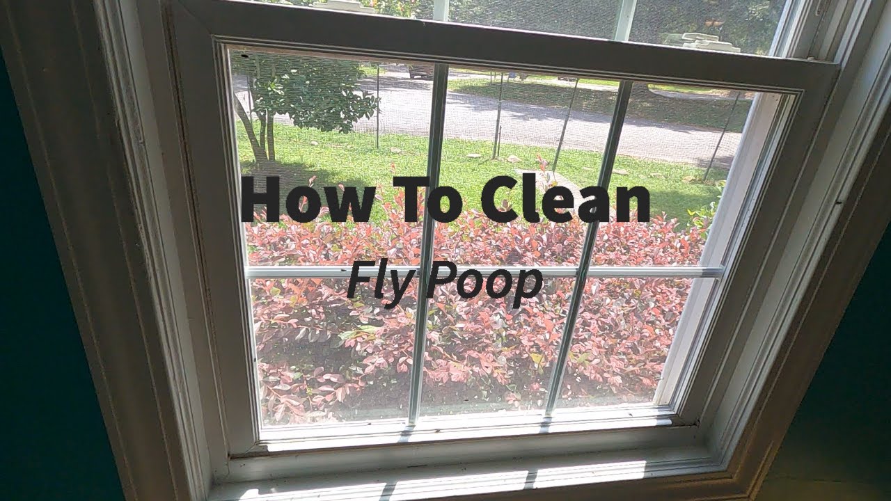 How To Clean Fly Poop