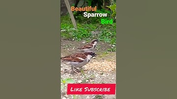 the beautiful sound of sparrow bird #bird #sparrow #shortvideo #youtubeshorts #ytshort