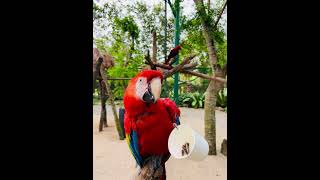 Parrot Eats Sunflower Seeds